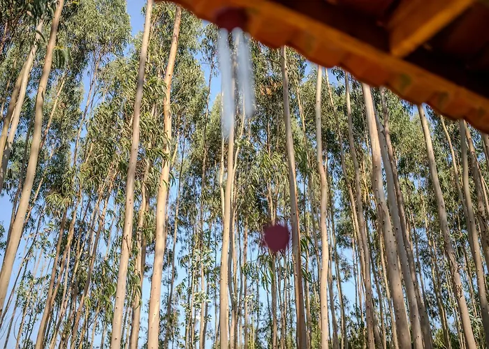 Eucalibrios-tenda Alecrim